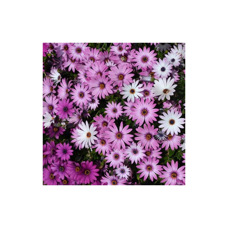 Eden Brothers Cape Daisy Seeds - Ballade Mix