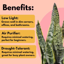 United Nursery Sansevieria Laurentii, Live Snake Plant, Variegated Trifasciata Indoor and Outdoor Tropical House Plant, 2-3 Feet Tall, in 9.25 inch Grower Pot 2-Pack