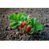 Alpine Wild Strawberry Deese des Valles Runless remontant 100+ Seeds