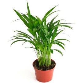 Shop Succulents Areca Palm, Live Indoor Plant, Low Maintenance Tropical Palm, Ideal for Home Decor, Office, and Room Enhancement, 6 Inch Nursery Pot