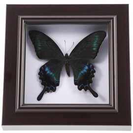 Veemoon Butterfly Display Frame Butterfly Crafts Real Framed Simulated Butterfly Wall Art Decoration for Bedroom, Bathroom, Living Room, Cafe, Restaurant, Hotel