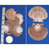 Pack of 50 Mexian Flats Seashells 2 3/4" - 3