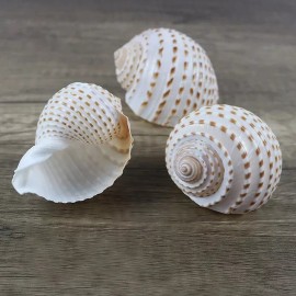 Large Natural Tun Shell Tonna Tessellata Seashell Rare Real Beach Deco 4"-5" In