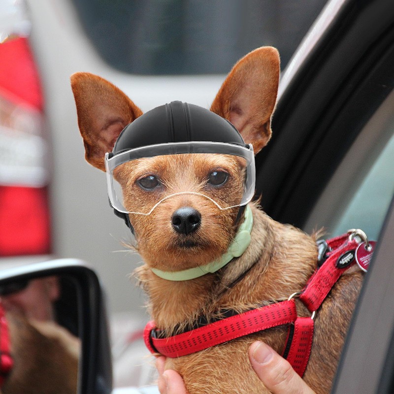 Namsan Small Dog Helmet with Clear Lens Visor, 2 in