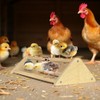 Chicken Toys with Mirror, Roosting Bars for Chicks in Coop
