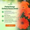 Outsidepride 20 Seeds Perennial Pastel Orange Gerbera Flower Seeds for