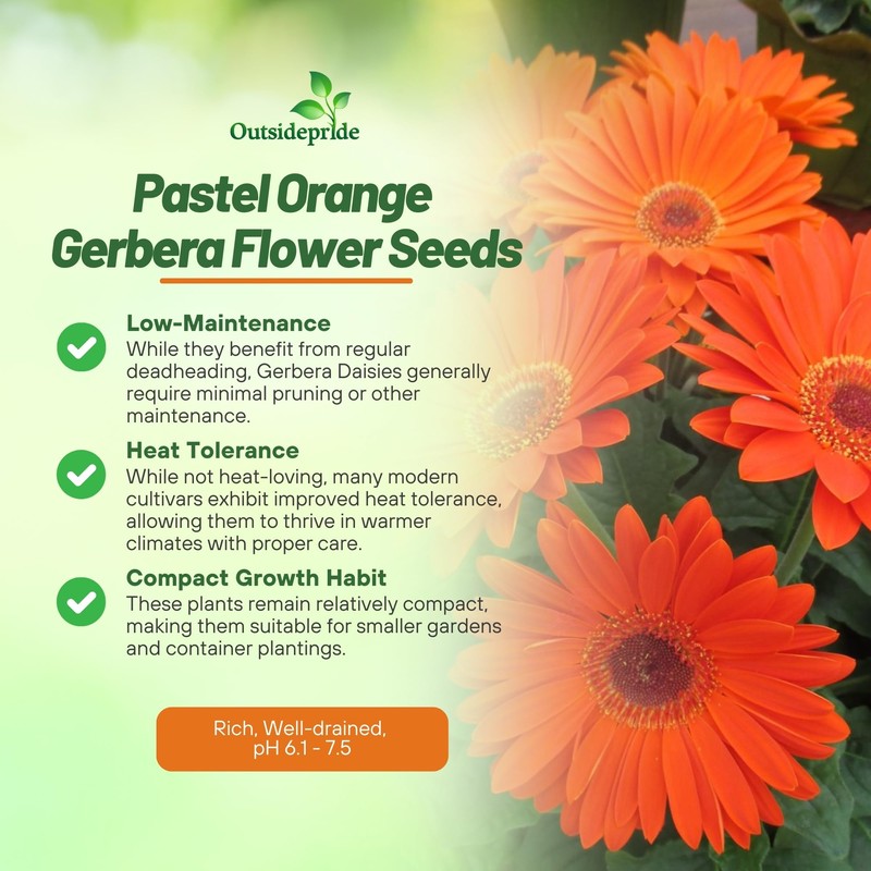 Outsidepride 20 Seeds Perennial Pastel Orange Gerbera Flower Seeds for