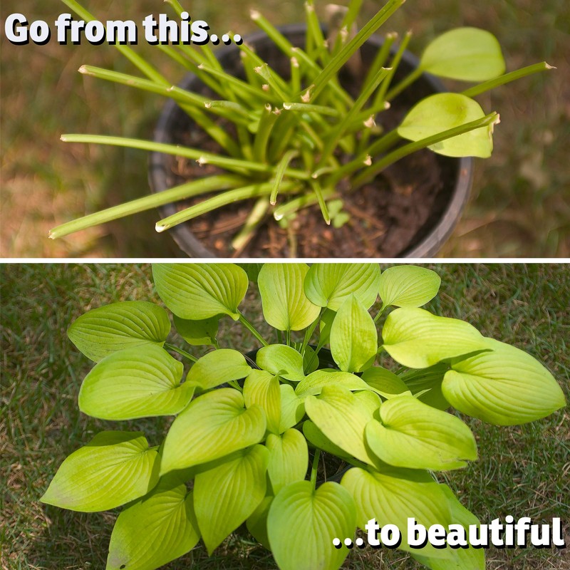 I Must Garden Rabbit Repellent: Mint Scent Rabbit Spray for