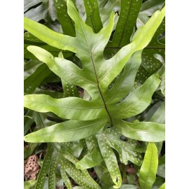 Manoa Valley Roots 1 Microsorum scolopendria Hawaiian Laua’e Monarch Fern Rhizome Root Hawaii Grown