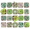 Shop Succulents Mixed Succulent Plant Pack 2" Grow Pot Pack