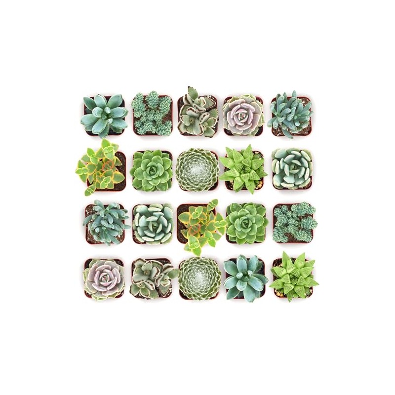 Shop Succulents Mixed Succulent Plant Pack 2" Grow Pot Pack