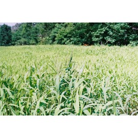 Seed Ranch Brown Top Millet Seeds  "Premium Florida Grown" 10 lbs.