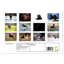 Labrador Retriever (Monthly Wall Calendar 2025 16.5" x 23.4" (open)), CALVENDO 14 Month Calendar