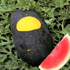 TomorrowSeeds - Moon and Stars Red Watermelon Seeds - 20+ Count Packet - for 2024 Watermelons Crimson Red Flesh Yellow Speckle Black Melon Fruit