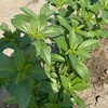 Egyptian Spinach Seeds - Molokhia - 1 Oz ~14800 Seeds