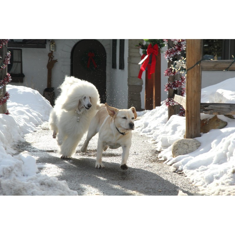 Ein Hund rettet die Weihnachtsferien