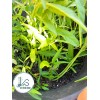 KS 200+ pcs TRIPLE-STEM WATER SPINACH SEEDS, Ong Choy, Kangkong,