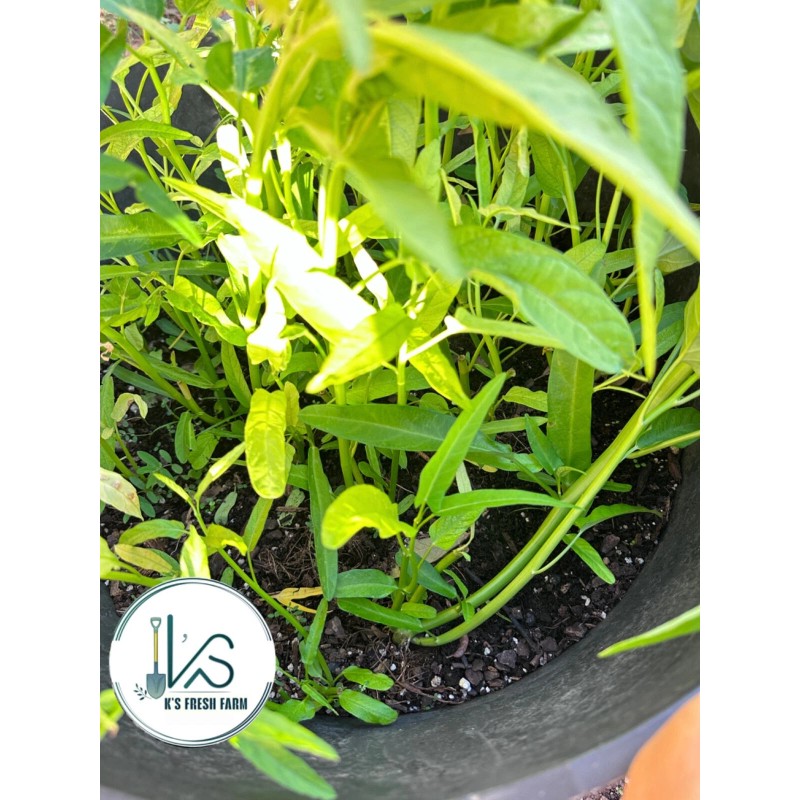 KS 200+ pcs TRIPLE-STEM WATER SPINACH SEEDS, Ong Choy, Kangkong,