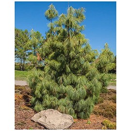 Earthcare Seeds Mexican Weeping Pine 60 Seeds (Pinus patula) Fast Growing Evergreen Tree – Great Bonsai Project