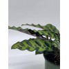 Florida House Plants Calathea Lancifolia, Rattlesnake, Prayer Plant, Rattle Snake,