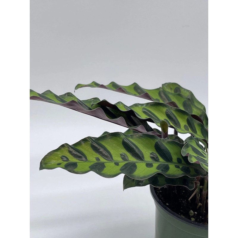 Florida House Plants Calathea Lancifolia, Rattlesnake, Prayer Plant, Rattle Snake,