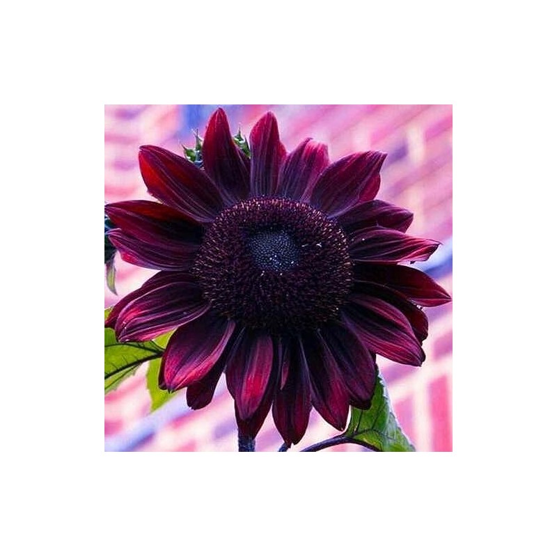 85 Chocolate Cherry Sunflower Seeds - Always Fresh Seeds!