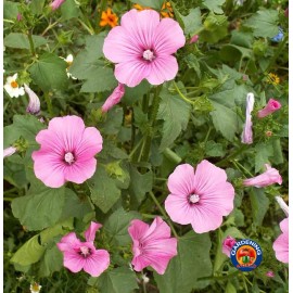 The Gardening World 1oz Tree Mallow Flower Seeds Pink/White Lavatera trimestris (Aprox 4300 Seeds)