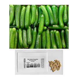 30 Beit Alpha Burpless Sweet Cucumber Seeds, Heirloom Non-GMO, Non-Bitter and Acid Free, Crispy and Delicious, Cucumis sativus, from USA