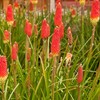 Outsidepride Kniphofia Uvaria Red Hot Poker Garden Flower Plants -