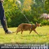 PetThem - Juego de arnés y correa para gatos, arnés
