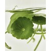 Joseon Beauty Beauty of Joseon Centella Soothing Mask (10 sheets)