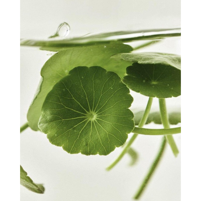 Joseon Beauty Beauty of Joseon Centella Soothing Mask (10 sheets)