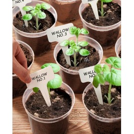 homenote Clear Nursery Pots for Plant,3/4/5 Inch Plant Pot for Planting Plastic Seedling with Drainage Holes Seed Starter Flower High Transparency 20 Labels Excellent Hardness(30 Pack)