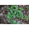 Pure Herbs: Peppermint Leaf - 1 oz.