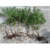 White Pine 24"-30" Eastern White Pine Tree Seedlings/Transplants; Lot of