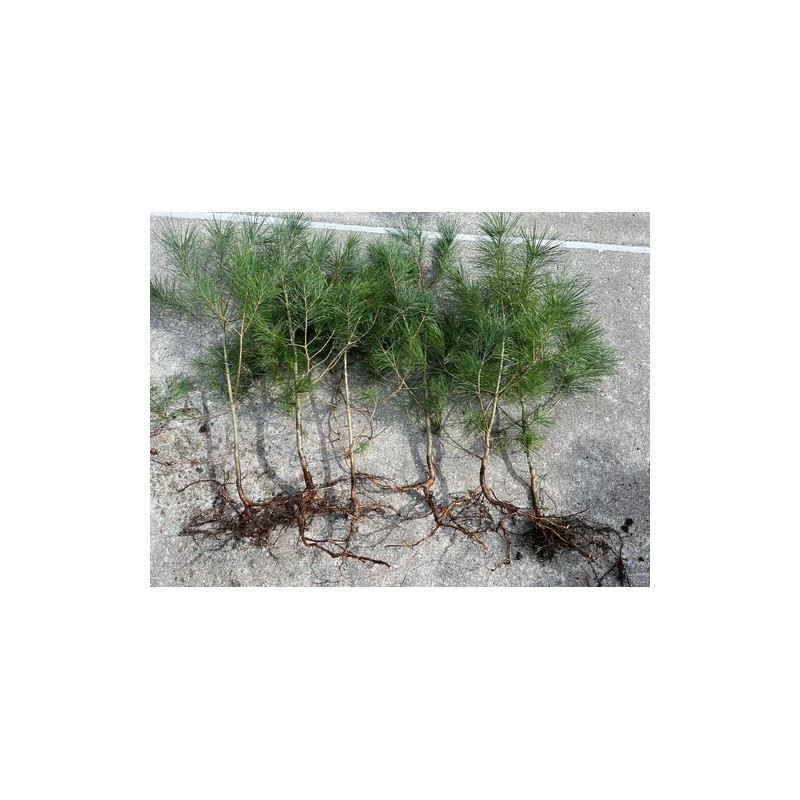 White Pine 24"-30" Eastern White Pine Tree Seedlings/Transplants; Lot of