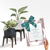UppWell | Indoor Plant Stand | Sturdy Acacia Wood |