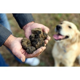 Dryas White Truffle Oil | Made from Wild Greek Truffles and Greek Extra Virgin Olive Oil | Harvested by Our Trained Dogs in the Mountain Forests of Northern Greece
