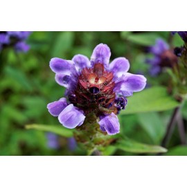 Lanceleaf Selfheal (Heal-All) Flower Seeds for Planting, 100+ Seeds Per Packet, (Isla's Garden Seeds), Non GMO & Heirloom Seeds, Scientific Name: Prunella Vulgaris, Great Home Garden Gift