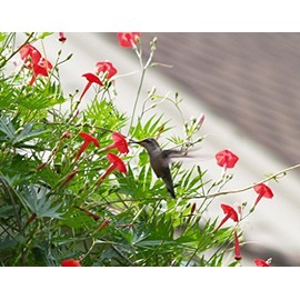 Hummingbird Vine✿CARDINAL CLIMBER✿Cypress Vine✿100 SEEDS✿15+Ft Vines✿Red Flowers