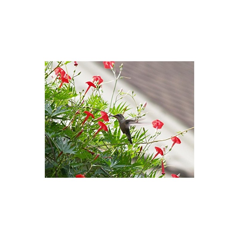 Hummingbird Vine✿CARDINAL CLIMBER✿Cypress Vine✿100 SEEDS✿15+Ft Vines✿Red Flowers