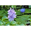 3 Water Hyacinth, 3 Water Lettuce Bundle. See Shipping Policy
