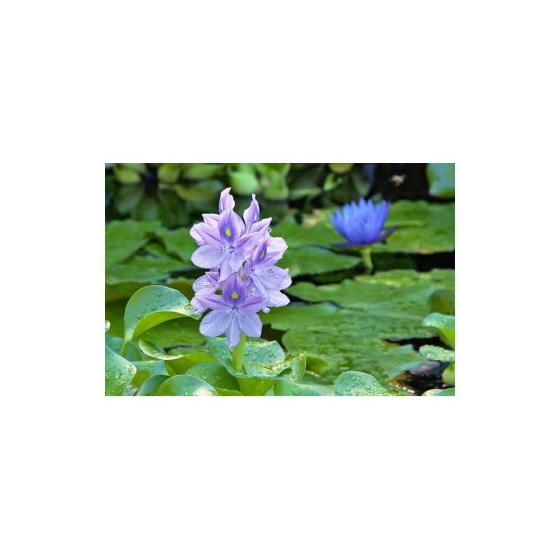 3 Water Hyacinth, 3 Water Lettuce Bundle. See Shipping Policy