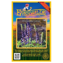 Everwilde Farms - 100 Riverbank Lupine Native Wildflower Seeds - Gold Vault Jumbo Seed Packet