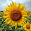 Todd's Seeds Black Oil Non-GMO Sprouting Sunflower Seeds Chemical Free