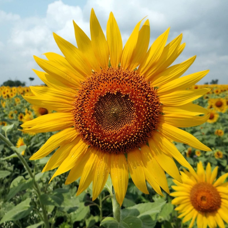 Todd's Seeds Black Oil Non-GMO Sprouting Sunflower Seeds Chemical Free