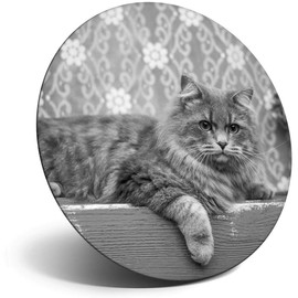 Destination Vinyl ltd Magnet for Refrigerator, Fridge BW - Cute Tabby Cat Kitten for Office, Cabinet and Whiteboard, Magnetic Stickers, 43808