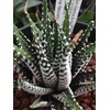 Haworthia Attenuata-Wide Zebra-Super White Zebra