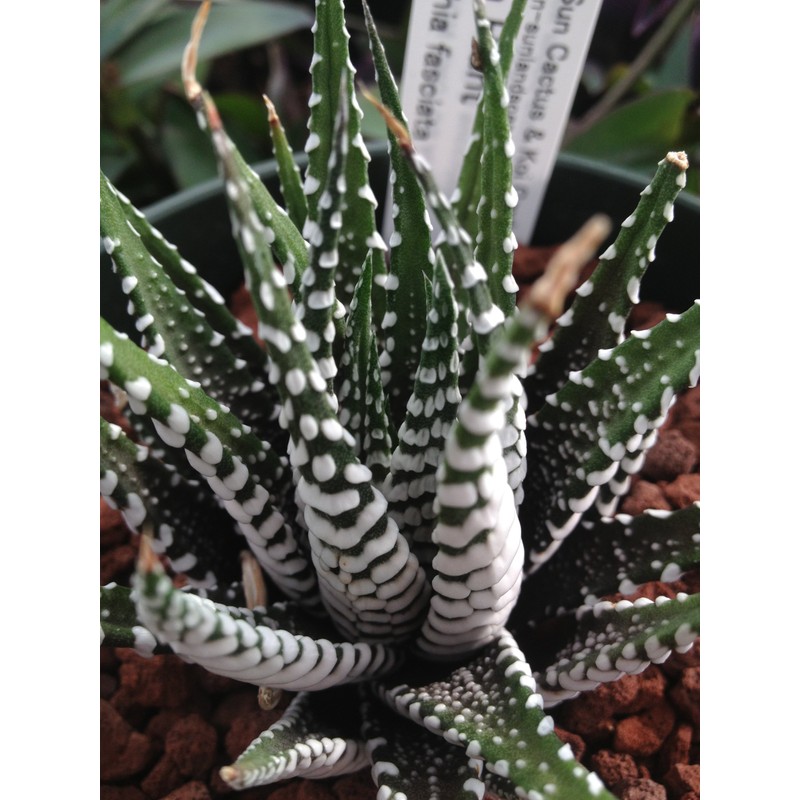 Haworthia Attenuata-Wide Zebra-Super White Zebra
