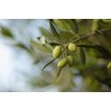 Crema corporal nutritiva con aceite de oliva y extracto de